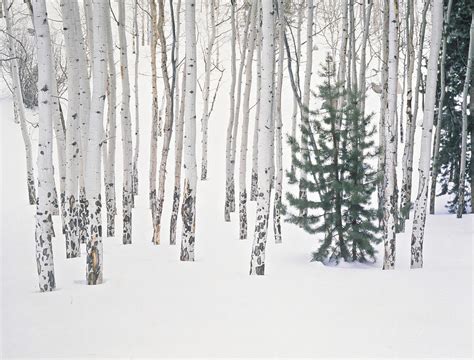 Evergreen & Aspen Trees In Snow H Photograph by John Kieffer