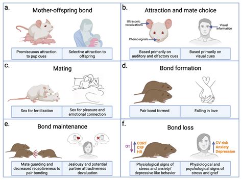 Biology | Free Full-Text | The Neurobiology of Love and Pair Bonding from Human and Animal ...