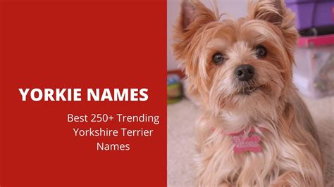 Yorkie Names – Best 250+ Trending Yorkshire Terrier Names - Dog Fluffy