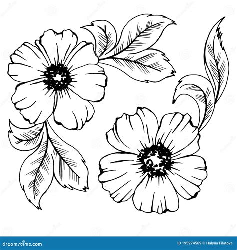 Drawing in Black and White, Flowers and Leaves, Vector Illustration ...