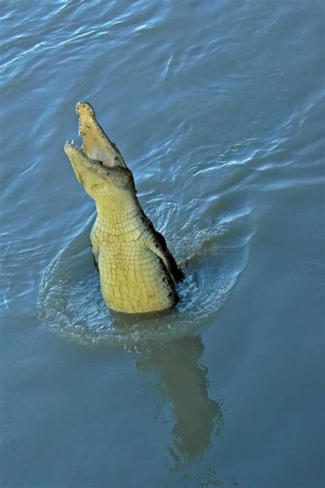 Crocodile Swimming in the Adelaide River Stock Image - Image of river ...