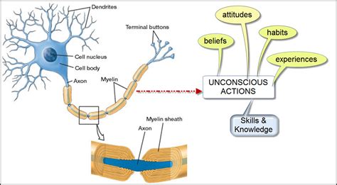 Myelin Sheath; Myelin