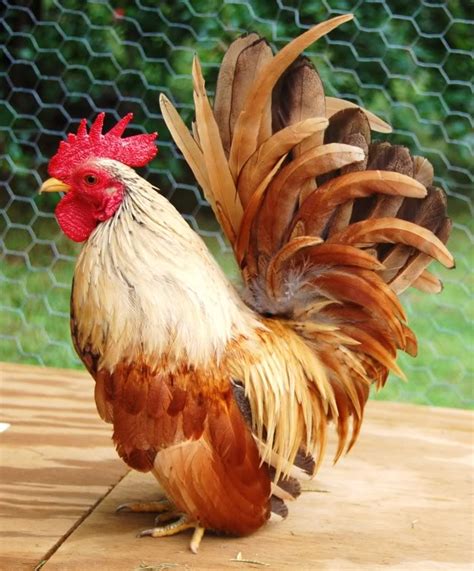 20 Amazing Rare Chicken Breeds With Special Characteristics | The ...