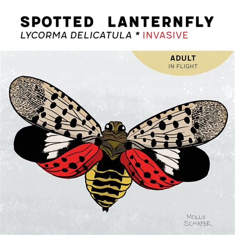 spotted lanternfly nj life cycle - Lakisha Weldon