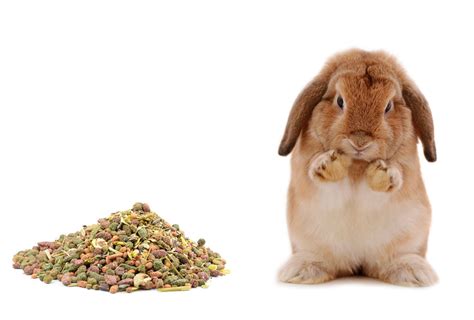 Baby Rabbit Food | Rabbit Food | Rabbits | Guide | Omlet US