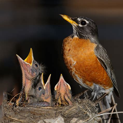 Baby Birds Out of the Nest | Blog | Weston Nurseries