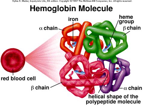 Hemoglobin function | Medical Laboratories