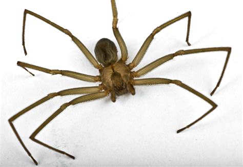 Brown Recluse Spider - Poison Center Tampa