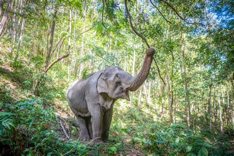 Best Elephant Sanctuaries in Chiang Mai: Ethical Animal Encounters