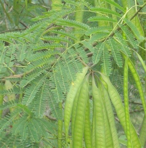 The Malay Medicine: Pokok petai belalang (White leadtree)