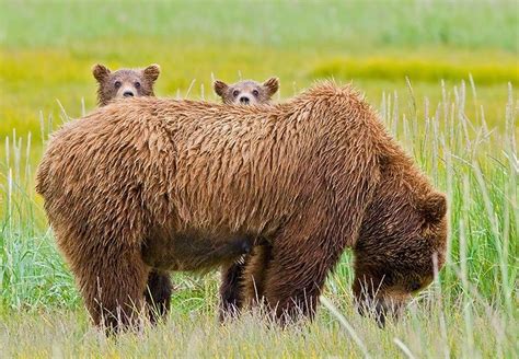 Brown bear cubs with mama, photo by Brian Zeiler Katmai National Park, National Parks, Love U ...