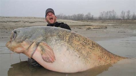 Colosal: Pescó un bagre gigante que pesó 129 kilos | Nuevo Diario Web