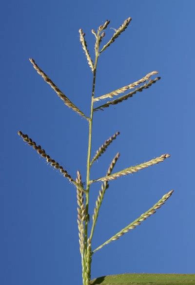 Hawaii Invasive Species Council | CALIFORNIA GRASS, PARA GRASS ...