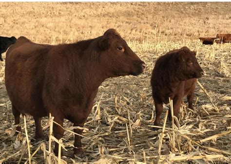 Cow Fertility, Pregnancy Rate Key Economic Traits | Bovine Veterinarian