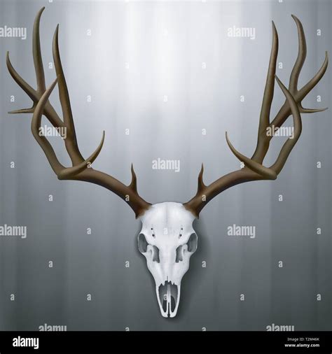 Elk skull hi-res stock photography and images - Alamy