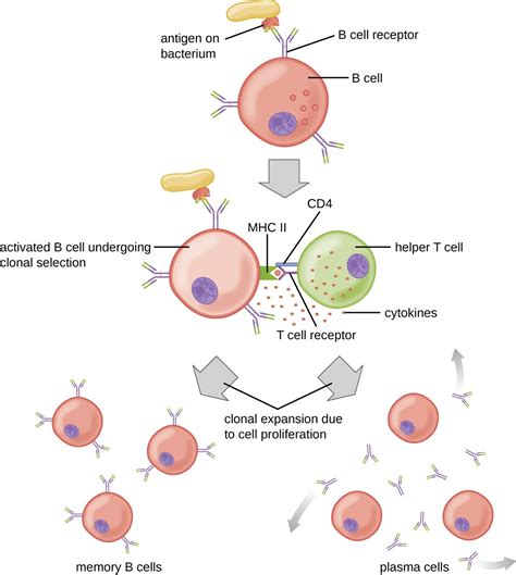 B Lymphocytes and Humoral Immunity | Microbiology