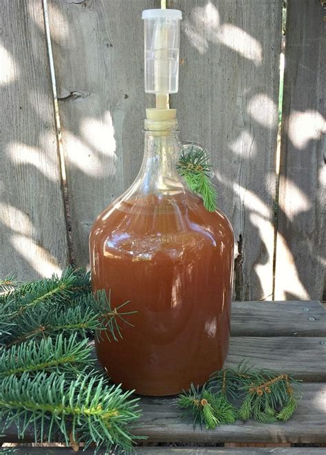 Spruce Beer Homebrew Recipe (made with spruce tips)