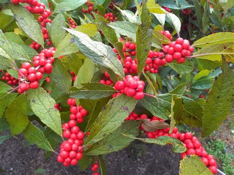 Ilex x ‘Sparkleberry’ | Kiefer Nursery: Trees, Shrubs, Perennials