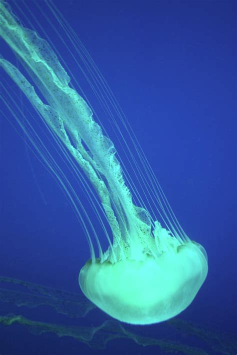 Sea Nettle Jellyfish, Chrysaora Photograph by Peter Young - Pixels