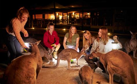 Moonlit Sanctuary - The best place to see Aussie animals!