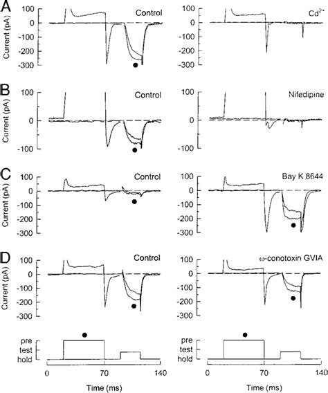 L-type calcium channels are facilitated. A: Cd 2 (20 M) reduced Ca... | Download Scientific Diagram