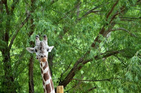 Boise Zoo - Adventures in wildlife