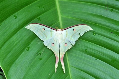 White Moth stock image. Image of animals, american, wild - 271853525