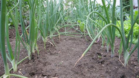 How Far Apart to Plant Onions? Spacing Tips and Tricks – Properly Rooted