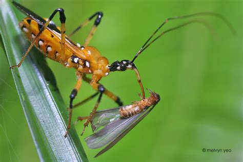 Melvyn's Photography: Reduviidae, Assassin Bug