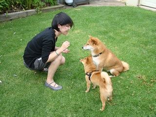 zuko sits, taro gets impatient | in july 2011, taro the shib… | Flickr