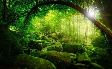 Sunlights Through The Green Forest, forest, green, sunlights, moss ...