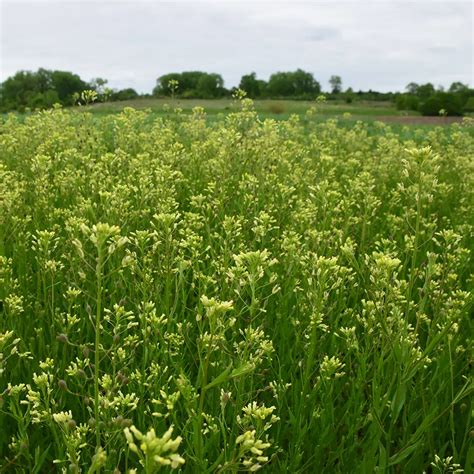 Winter Camelina Cover Crop Seed for Sale | Albert Lea Seed