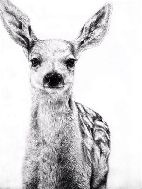 Beautiful deer drawing | Pencil drawings of animals, Realistic pencil drawings, Realistic drawings