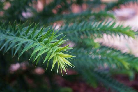 Photo #50405 | Araucaria angustifolia | plant lust