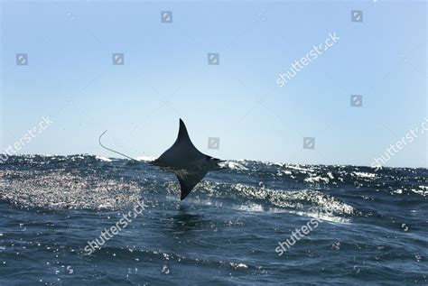 Mobula Ray Mobula Japonica Mobula Leaps Editorial Stock Photo - Stock ...