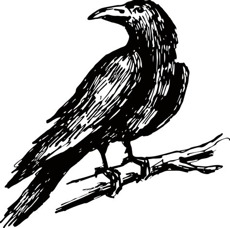 Ink drawn raven. A raven sitting on a branch sketch. 11229695 Vector ...