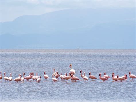 Flamingos in Manyara Lake, Tanzania Stock Image - Image of lesser ...