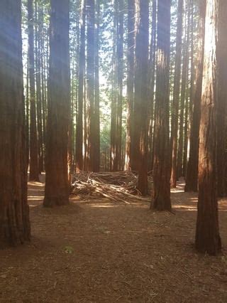 Californian Redwood Forest, Warburton Victoria, Australia ft art ...