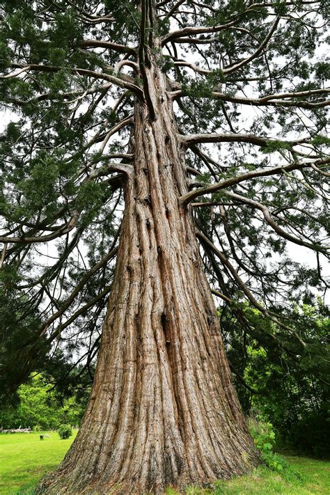 500+ Redwood Tree Pictures [HD] | Download Free Images on Unsplash