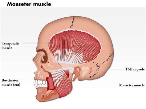 0714 Masseter Muscle Medical Images For PowerPoint | PowerPoint Shapes | PowerPoint Slide Deck ...