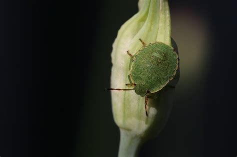 Natural Remedies To Remove Stink Bugs From Citrus Trees