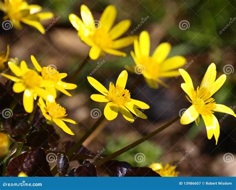 Springtime Flowers stock image. Image of plants, macro - 13986607