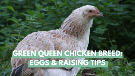 Green Queen Chicken Breed: Eggs & Raising Tips