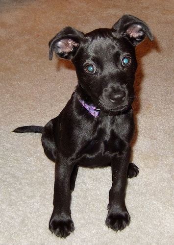 Chihuahua Lab Mix Size - Pets Lovers