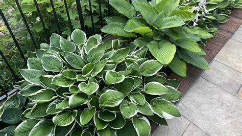 Hosta Seeds: How to Plant and Grow This Versatile Beauty - A-Z Animals