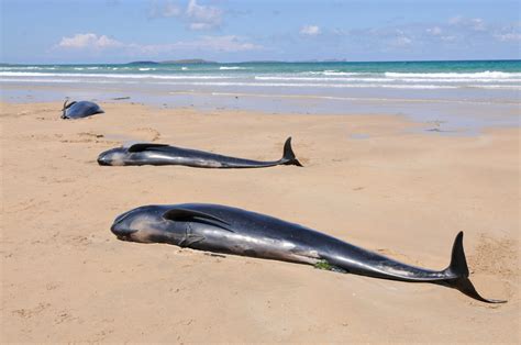 Mass pilot whale strandings cause great concern | OceanCare