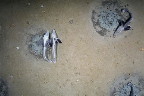 “Total Surprise” As Massive Icefish Breeding Colony With 60 Million Active Nests Found in Antarctica