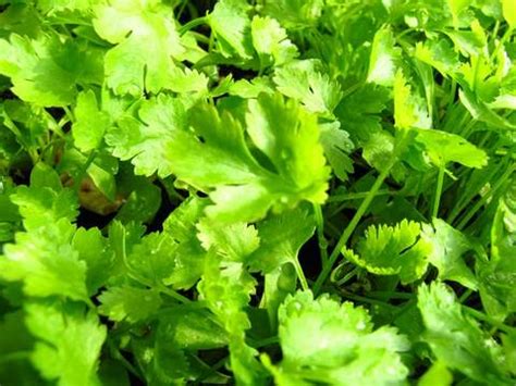 Growing Coriander – How to grow coriander – Step by Step with Pictures – GEEKGARDENER