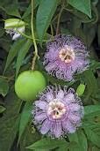 Maypop Jelly Recipe – Granny’s Front Porch