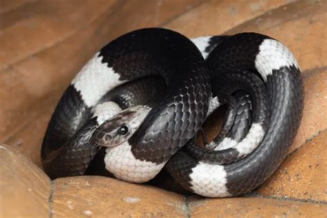 Discover 40 White and Black Snakes (18 are Venomous) in 2024 | Updated